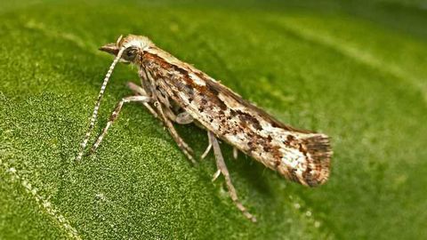 TechAccel Invests in Unique Sprayable RNAi Pesticide Technology