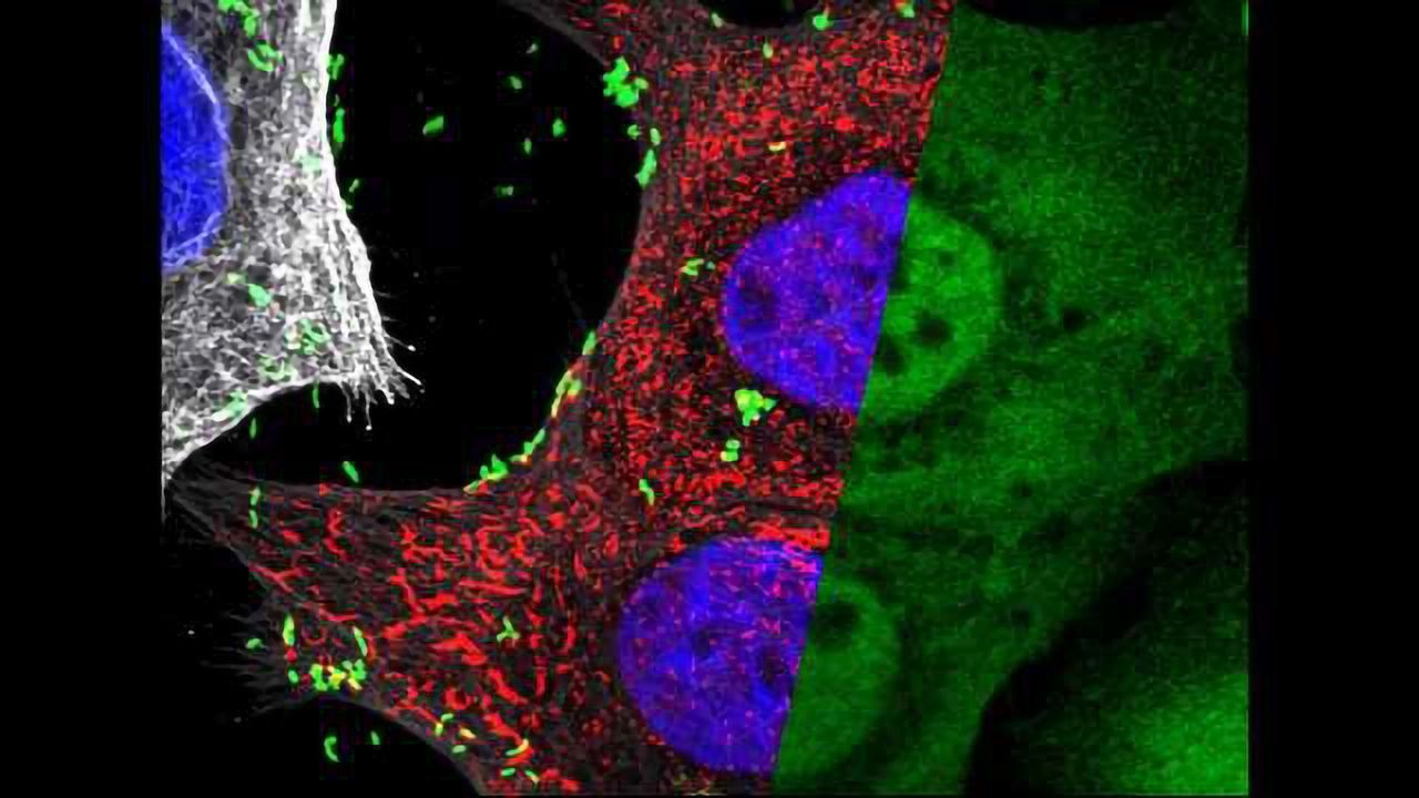 Sugar Molecule Helps Stomach Cells to Differentiate Between Good and Bad Bugs