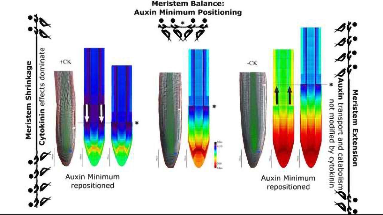 Hormonal Tug-of-war Helps Plant Roots Navigate Their Journey Through the Soil