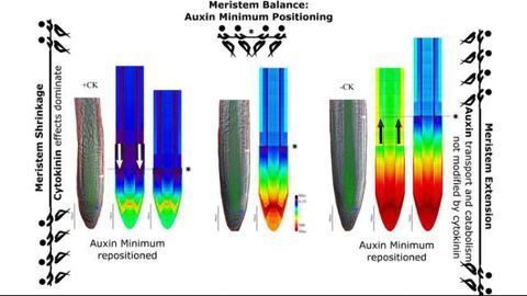 Hormonal Tug-of-war Helps Plant Roots Navigate Their Journey Through the Soil