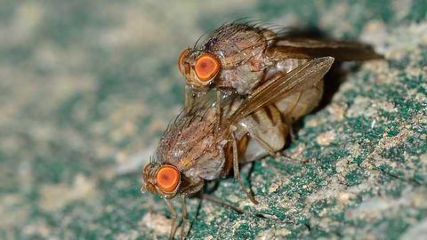 Sexual Arousal Regulates Sleep Homeostasis
