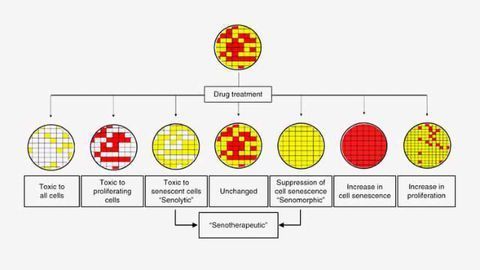 Screening Method Identifies Compounds that Extend Lifespan in Mice