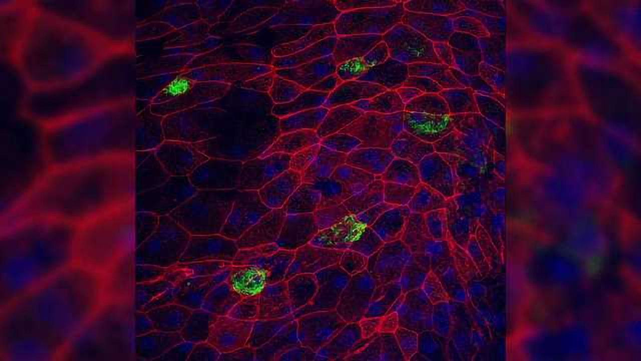 Human Organ-on-a-Chip Project Launched to Model Influenza Infection