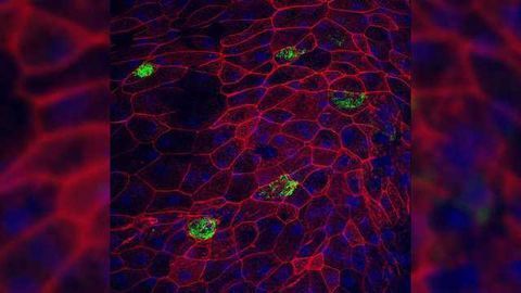 Human Organ-on-a-Chip Project Launched to Model Influenza Infection