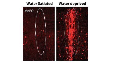 Study Identifies Neurons That Encode Thirst