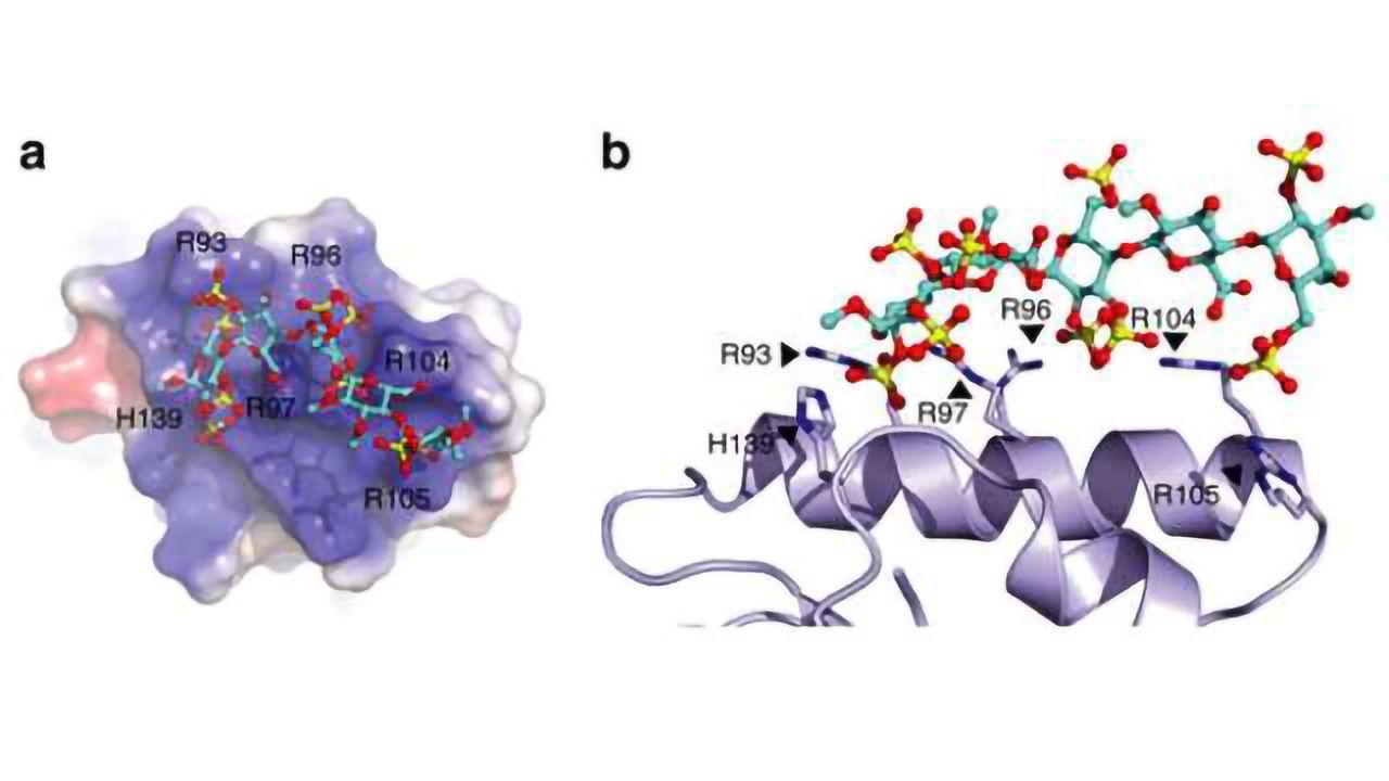 Study Findings Could Lead to a Better Cholesterol Treatment