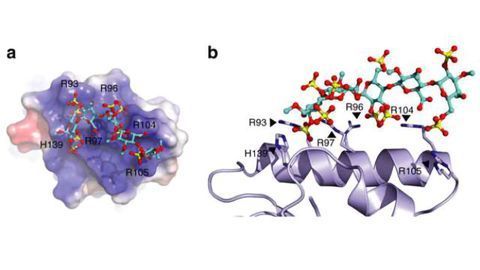 Study Findings Could Lead to a Better Cholesterol Treatment