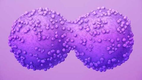 CRISPR Reveals the Sugary Secrets of the Cancer-related Notch Protein