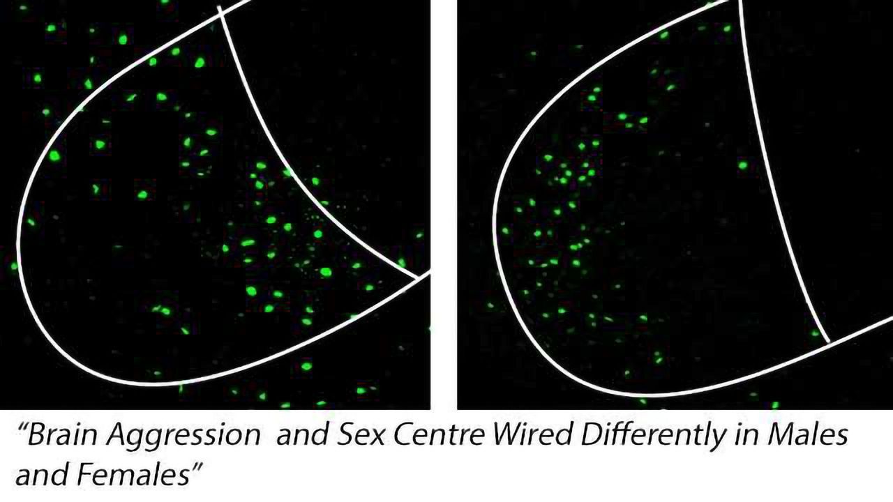 Brain Aggression and Sex Centre Wired Differently in Males and Females