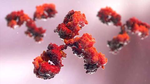 Glythera and IONTAS Develop Multiple Antibodies for Next-Generation Antibody Drug Conjugates