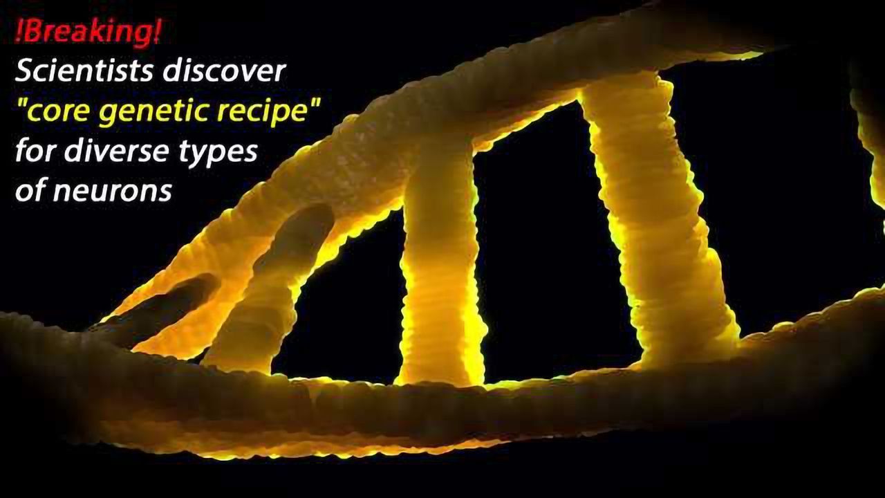Genetic Code of Neuronal Communication Determines Cell Type
