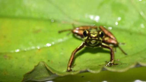 How do Poison Frogs Protect Themselves Against Their Own Neurotoxin?