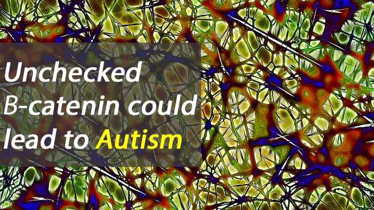 APC Protein Deletion Disrupts Cell Signalling and Could Cause Autism