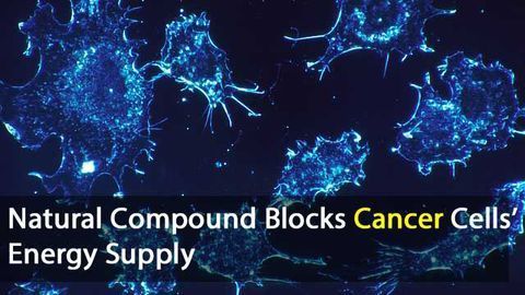 Cancer Cells’ Energy Source Blocked by Natural Compound
