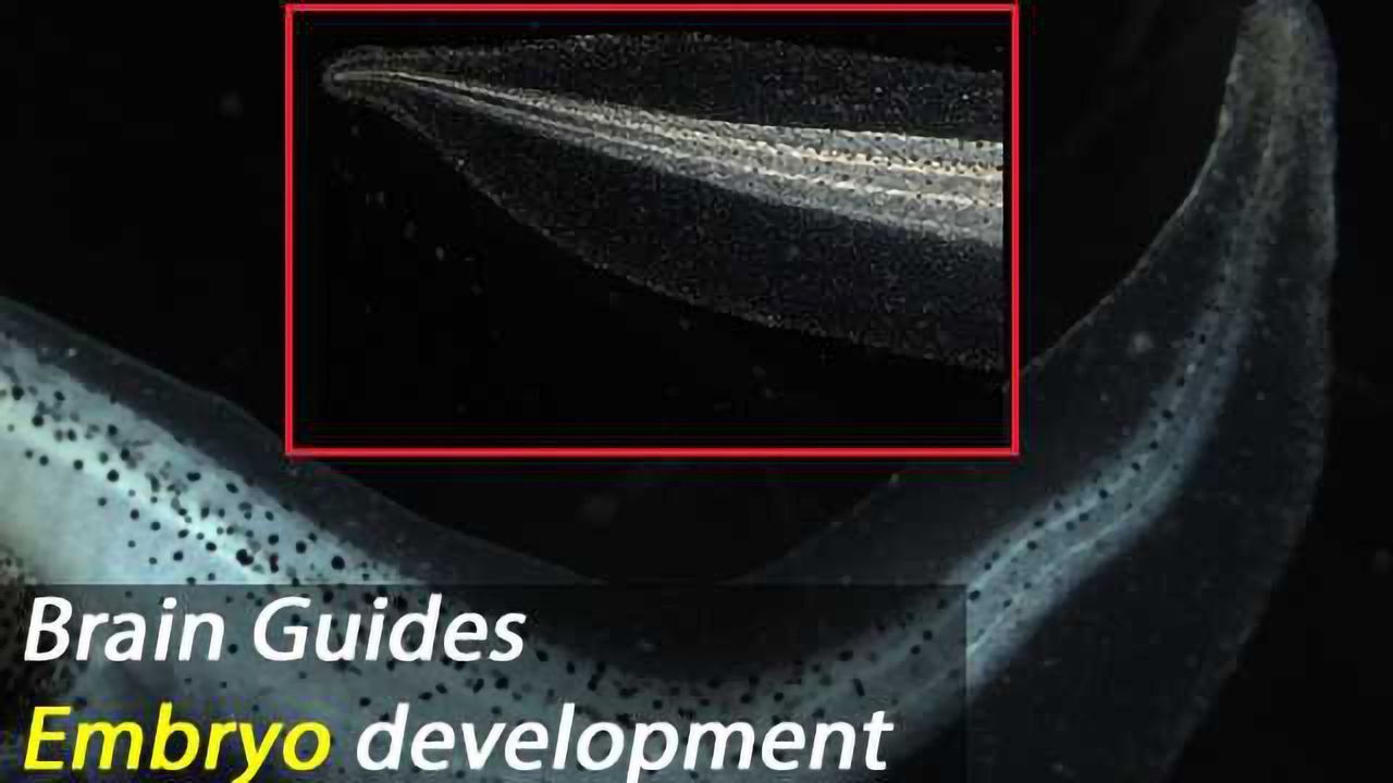Brain Engaged in Embryo Development Earlier Than Previously Thought