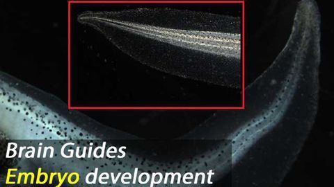 Brain Engaged in Embryo Development Earlier Than Previously Thought