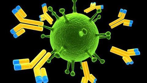 Antibody Protects Against Dengue and Zika