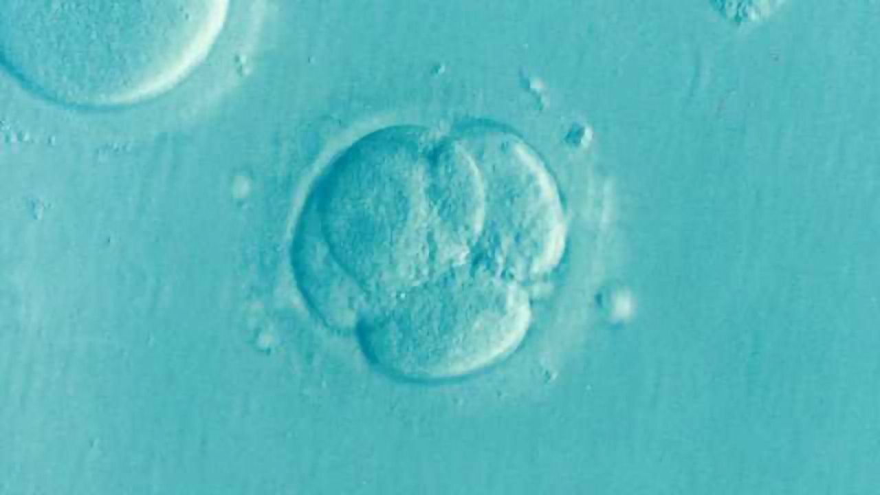 Gene Involved in Embryo Development Identified Using CRISPR/Cas9