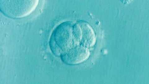 Gene Involved in Embryo Development Identified Using CRISPR/Cas9