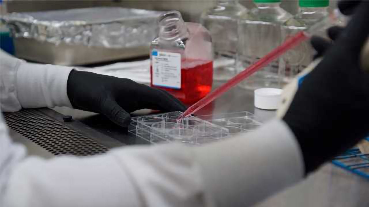 In Vitro Toxicology Testing: The Barriers to Progression and Adoption