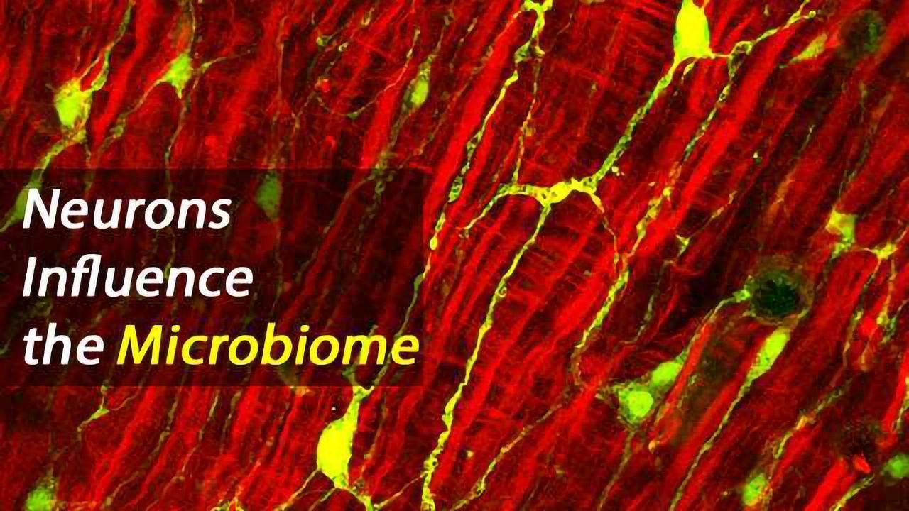 Nervous Control of the Body's Bacterial Flora