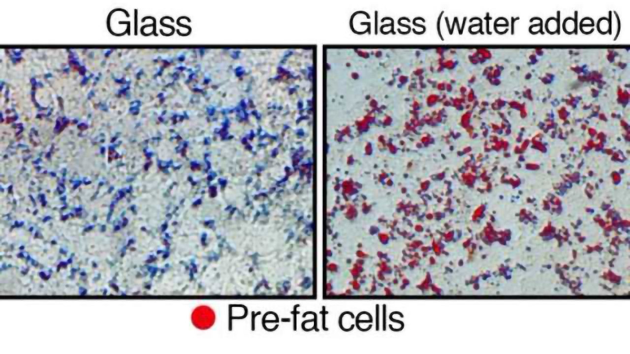 Amount of Water in Stem Cells can Determine its Fate as Fat or Bone