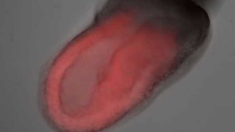 Insulin Plays a Role in Maintaining Stem Cells