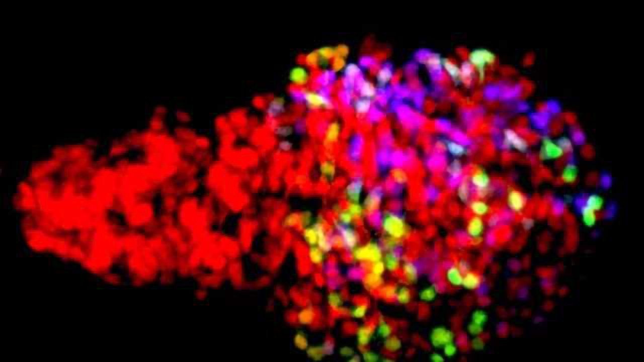 Rainbow Colors Reveal Cell History
