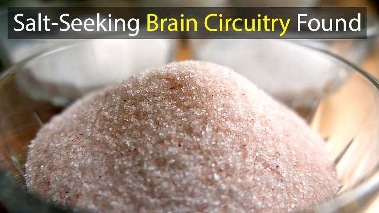 Brain Circuitry That Drives Sodium Intake Mapped