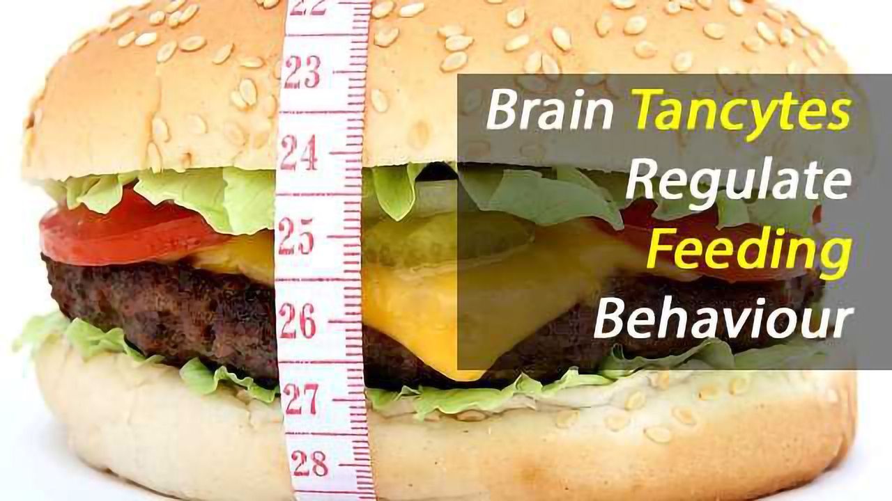 Tancytes Regulate Appetite via Umami Receptors