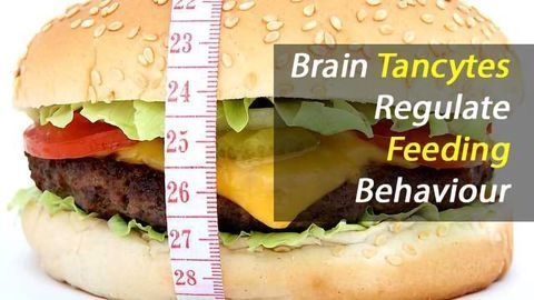 Tancytes Regulate Appetite via Umami Receptors