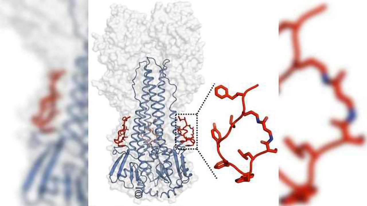 Artificial Peptides Block Infectivity of Influenza Virus