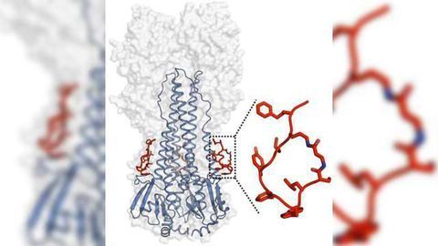 Artificial Peptides Block Infectivity of Influenza Virus