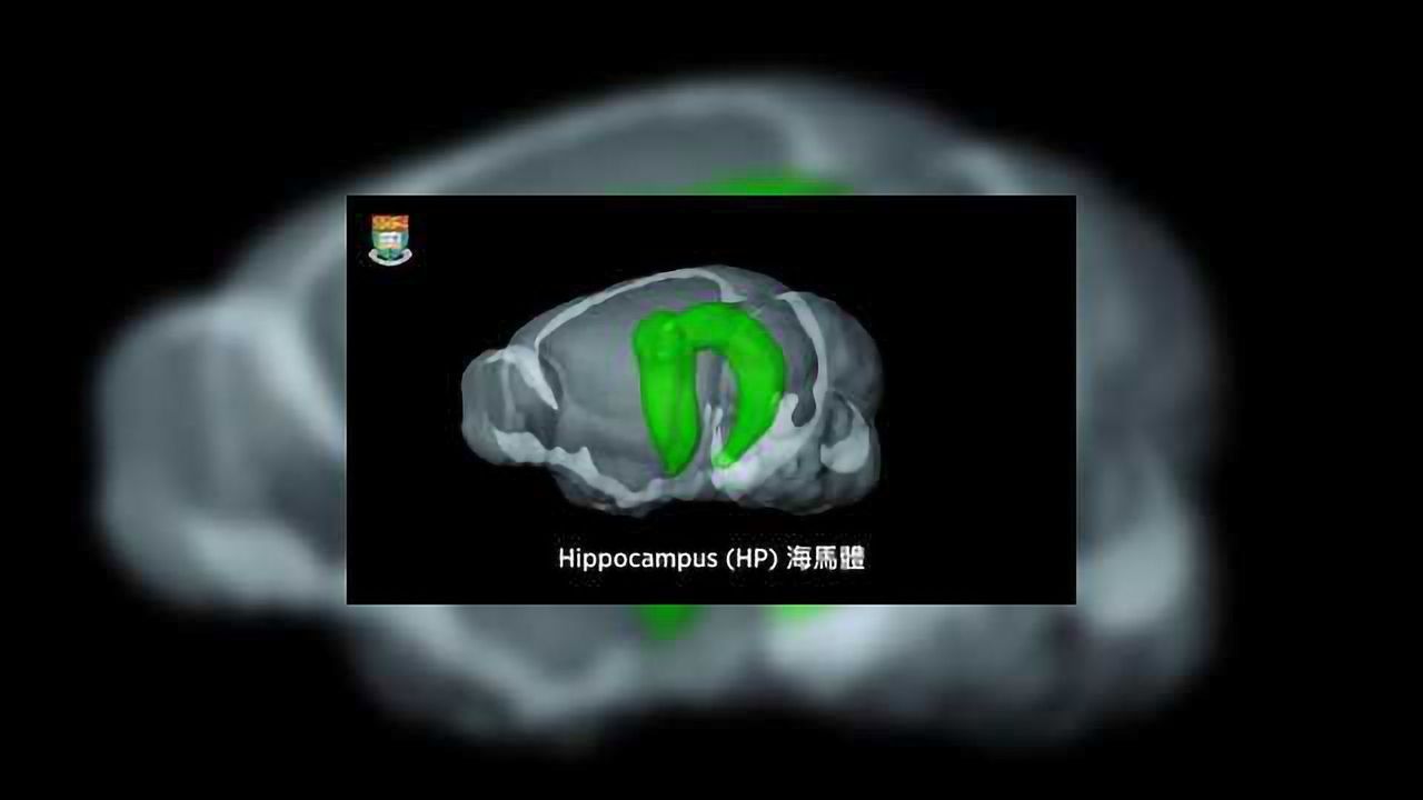 New Function of the Hippocampus Revealed