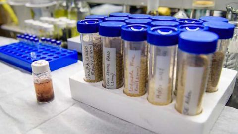 Researchers Invent a Sweeter Greener Way to Make Chemicals
