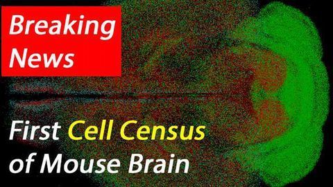 qBrain Platform Maps Neuronal Cell-Types Across Whole Mouse Brain