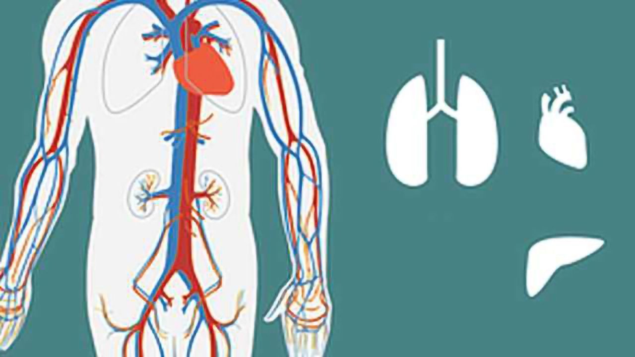 'Body-on-a-Chip' Developed to Drive Testing of New Drugs