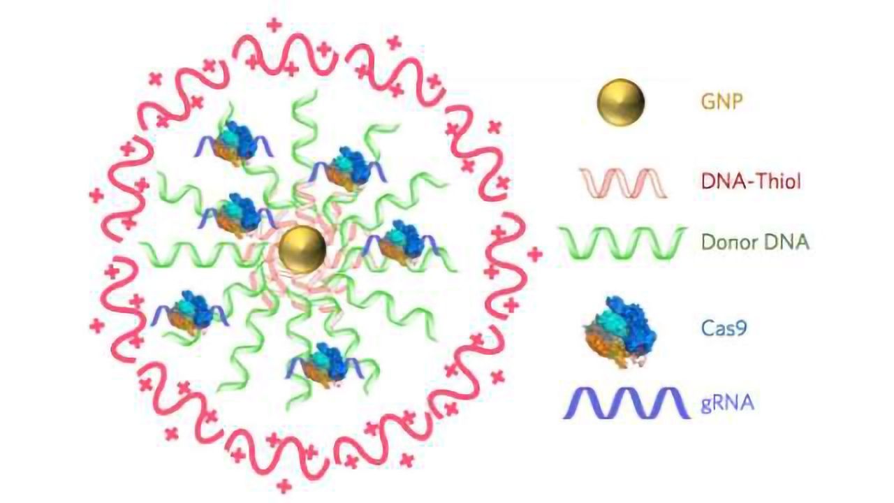 CRISPR-Gold Fixes Duchenne Muscular Dystrophy Mutation in Mice