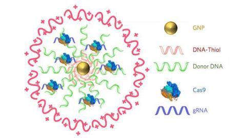 CRISPR-Gold Fixes Duchenne Muscular Dystrophy Mutation in Mice