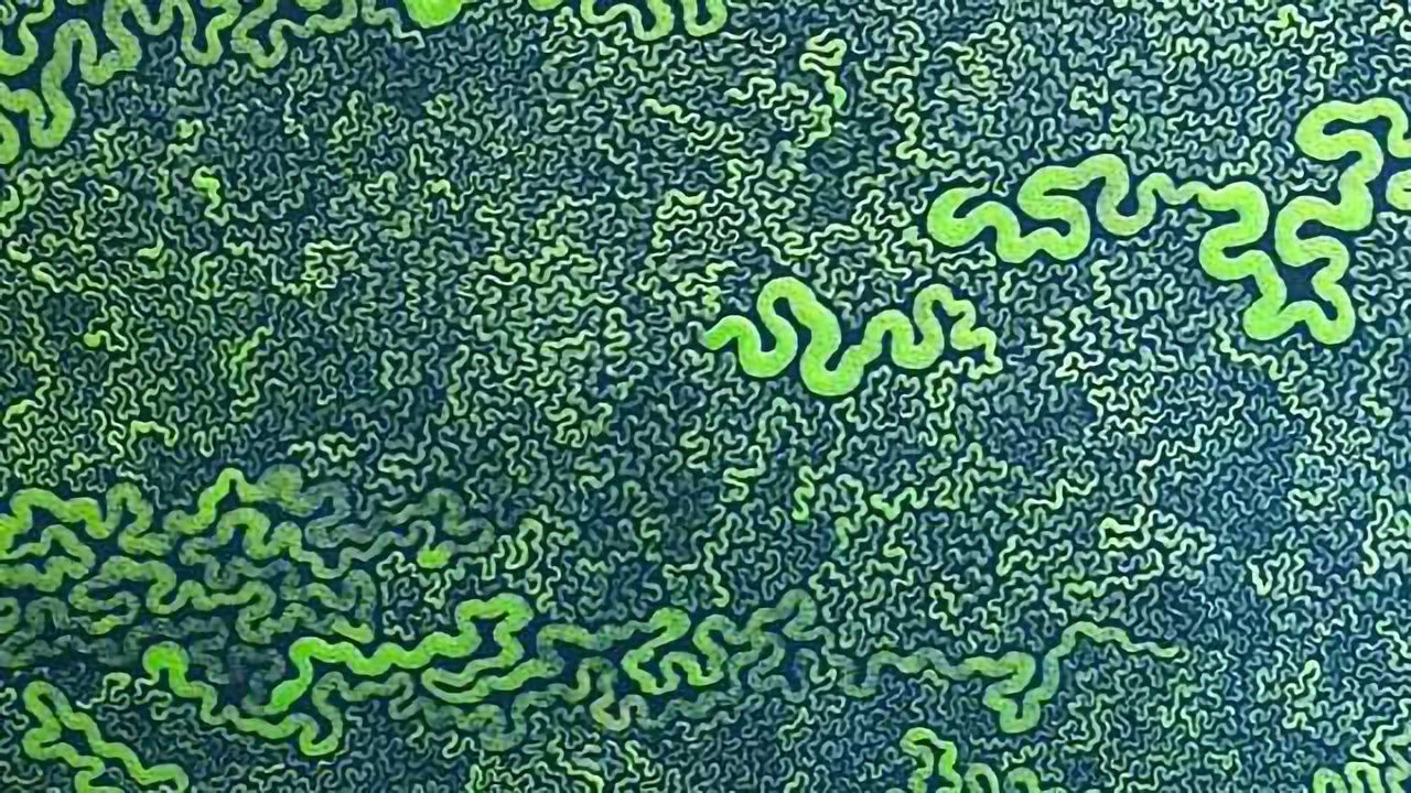 Researchers Map Human Genome in 4-D as it Folds