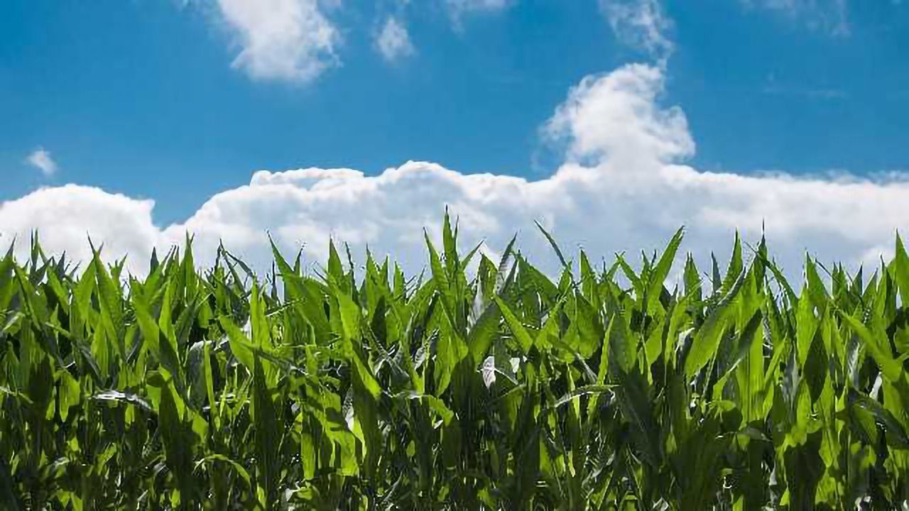 Genetically Boosting the Nutritional Value of Corn Could Benefit Millions