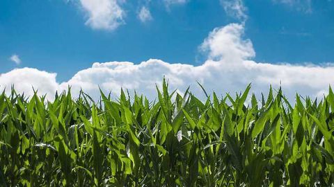 Genetically Boosting the Nutritional Value of Corn Could Benefit Millions