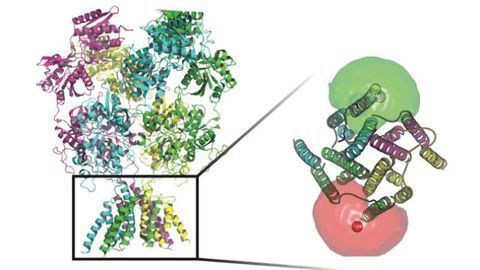 Molecule Movements Through Nerve Cells Could Lead to Multi-functional Drugs