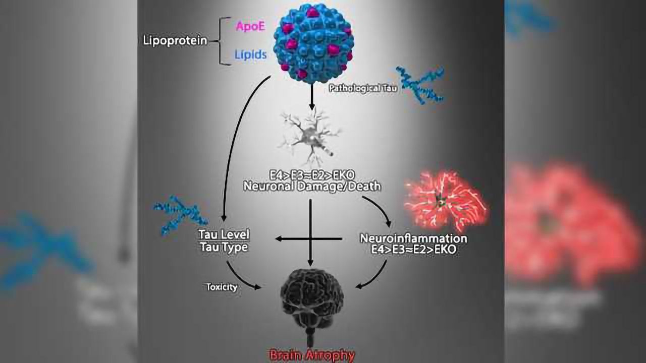 The Role of ApoE4 in the Brain