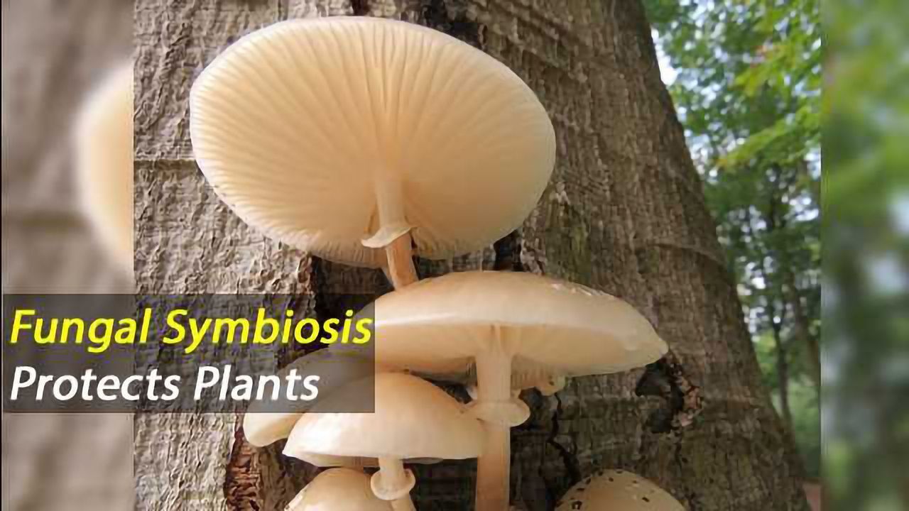 Fungal Symbiosis Protects Plants Against Drought and Disease