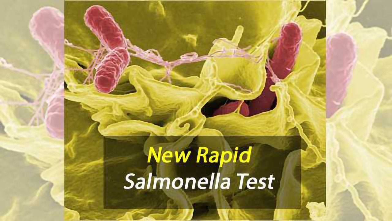 New Rapid Salmonella Test Improves Food Safety
