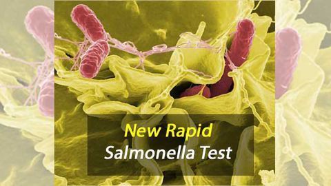 New Rapid Salmonella Test Improves Food Safety