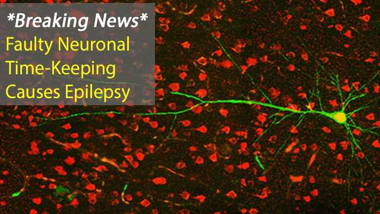 Lack of CLOCK Protein Key in Severe Epiliepsy