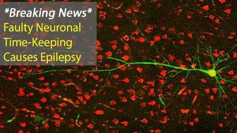 Lack of CLOCK Protein Key in Severe Epiliepsy