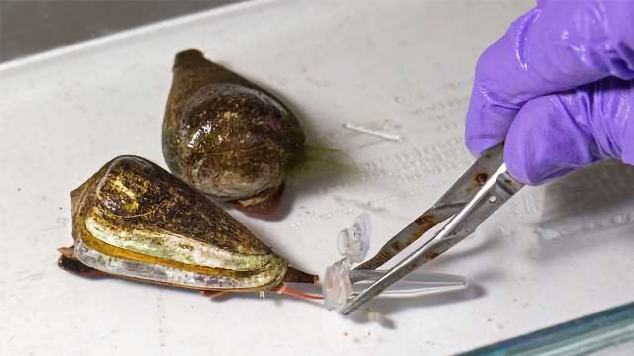 Scientists Look to Venomous Cone Snails For Novel Therapeutics